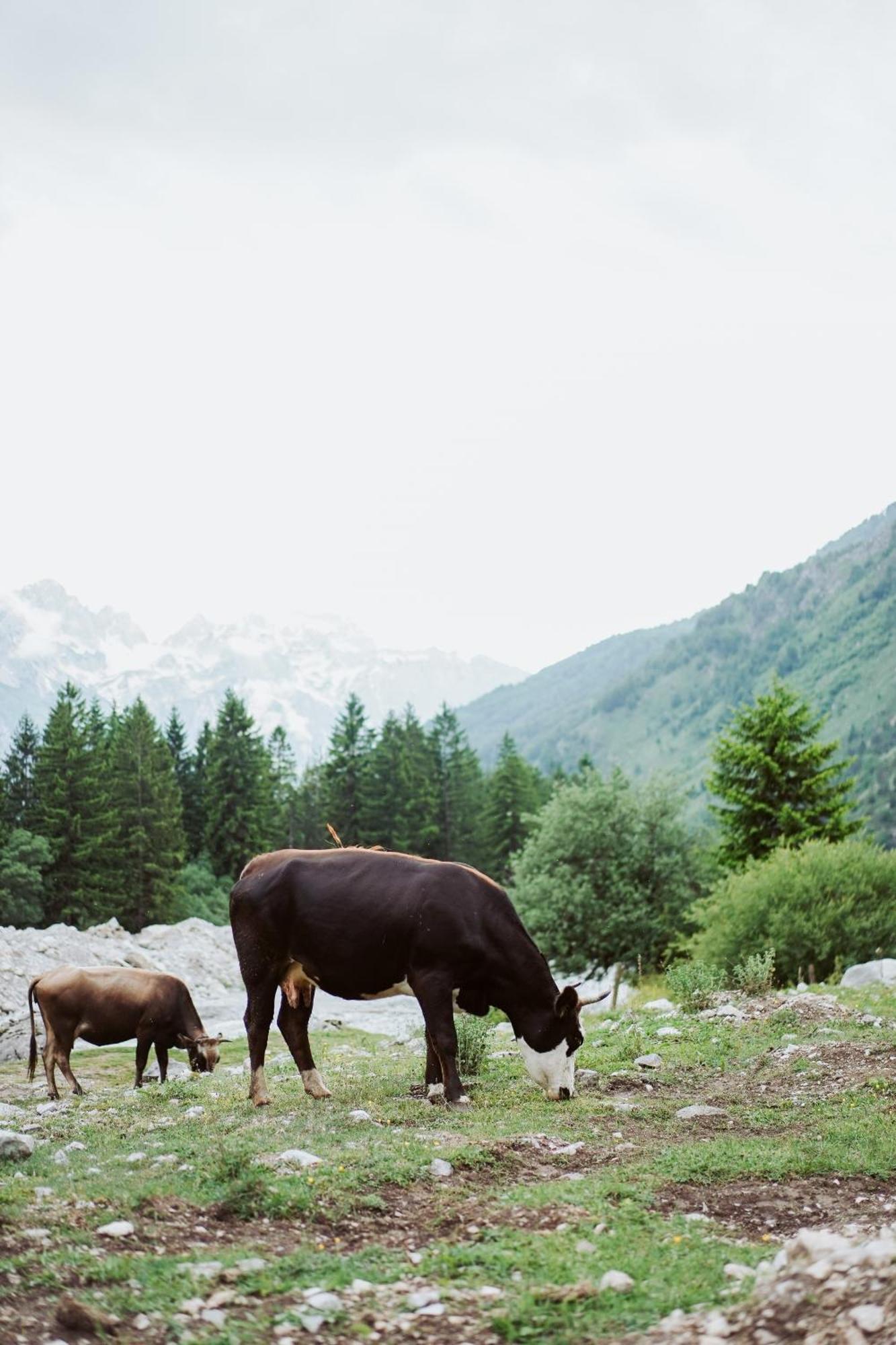 Valbona Resort & Spa المظهر الخارجي الصورة